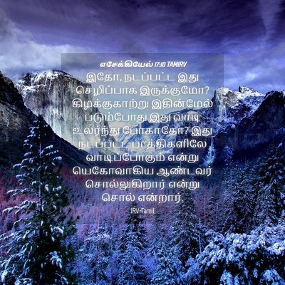 Picture 04 - எசேக்கியேல் 17:10 TAMIRV - இதோ, நடப்பட்ட இது - Bible Verse Picture