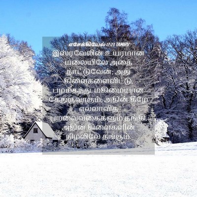 Picture 04 - எசேக்கியேல் 17:23 TAMIRV - இஸ்ரவேலின் உயரமான - Bible Verse Picture