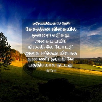 Picture 04 - எசேக்கியேல் 17:5 TAMIRV - தேசத்தின் - Bible Verse Picture