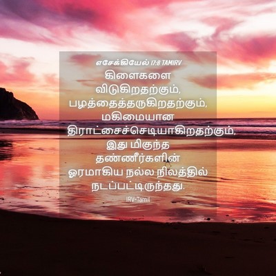 Picture 04 - எசேக்கியேல் 17:8 TAMIRV - கிளைகளை - Bible Verse Picture