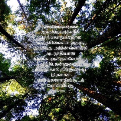 Picture 04 - எசேக்கியேல் 19:11 TAMIRV - ஆளுகிறவர்களின் - Bible Verse Picture