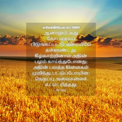 Picture 04 - எசேக்கியேல் 19:12 TAMIRV - ஆனாலும் அது - Bible Verse Picture