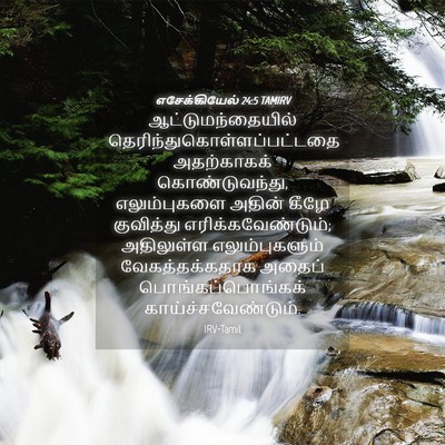 Picture 04 - எசேக்கியேல் 24:5 TAMIRV - ஆட்டுமந்தையில் - Bible Verse Picture