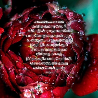 Picture 04 - எசேக்கியேல் 29:2 TAMIRV - மனிதகுமாரனே, நீ - Bible Verse Picture
