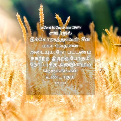 Picture 04 - எசேக்கியேல் 30:16 TAMIRV - எகிப்தில் - Bible Verse Picture