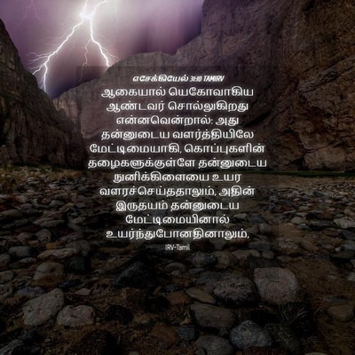 Picture 04 - எசேக்கியேல் 31:10 TAMIRV - ஆகையால் யெகோவாகிய - Bible Verse Picture