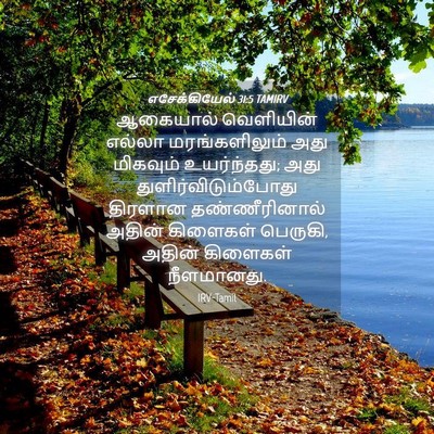 Picture 04 - எசேக்கியேல் 31:5 TAMIRV - ஆகையால் வெளியின் - Bible Verse Picture