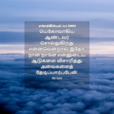 Picture 04 - எசேக்கியேல் 34:11 TAMIRV - யெகோவாகிய ஆண்டவர் - Bible Verse Picture