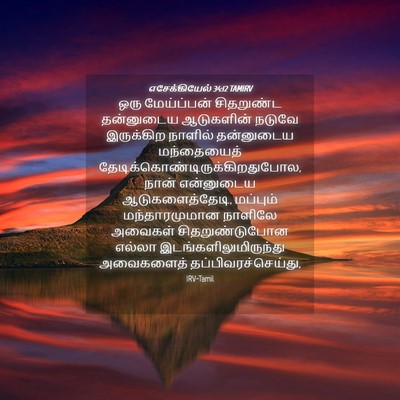 Picture 04 - எசேக்கியேல் 34:12 TAMIRV - ஒரு மேய்ப்பன் - Bible Verse Picture