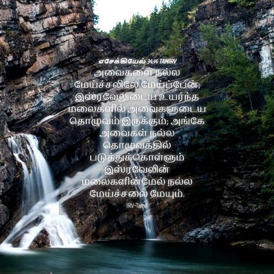 Picture 04 - எசேக்கியேல் 34:14 TAMIRV - அவைகளை நல்ல - Bible Verse Picture