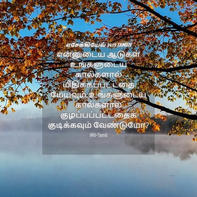 Picture 04 - எசேக்கியேல் 34:19 TAMIRV - என்னுடைய ஆடுகள் - Bible Verse Picture