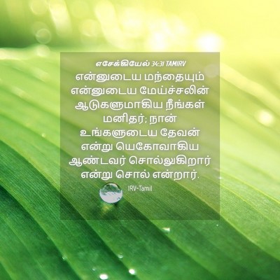 Picture 04 - எசேக்கியேல் 34:31 TAMIRV - என்னுடைய - Bible Verse Picture