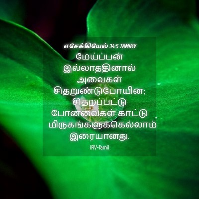 Picture 04 - எசேக்கியேல் 34:5 TAMIRV - மேய்ப்பன் - Bible Verse Picture