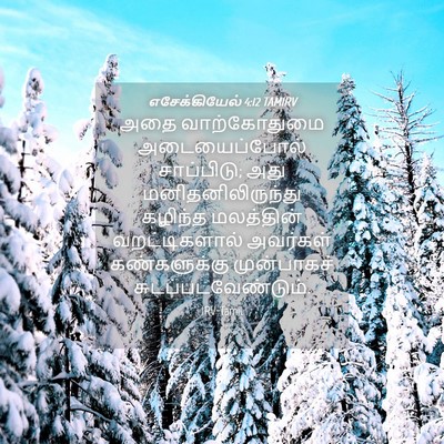 Picture 04 - எசேக்கியேல் 4:12 TAMIRV - அதை வாற்கோதுமை - Bible Verse Picture