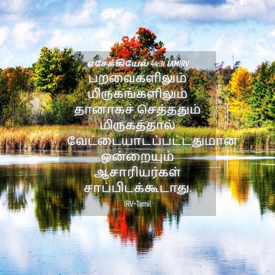 Picture 04 - எசேக்கியேல் 44:31 TAMIRV - பறவைகளிலும் - Bible Verse Picture