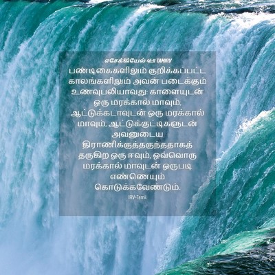 Picture 04 - எசேக்கியேல் 46:11 TAMIRV - பண்டிகைகளிலும் - Bible Verse Picture