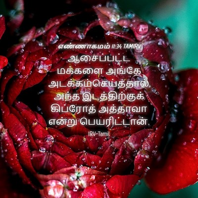 Picture 04 - எண்ணாகமம் 11:34 TAMIRV - ஆசைப்பட்ட மக்களை - Bible Verse Picture