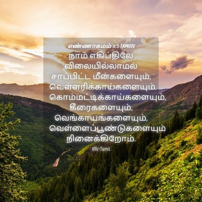Picture 04 - எண்ணாகமம் 11:5 TAMIRV - நாம் எகிப்திலே - Bible Verse Picture