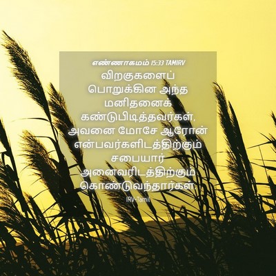 Picture 04 - எண்ணாகமம் 15:33 TAMIRV - விறகுகளைப் - Bible Verse Picture