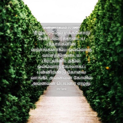 Picture 04 - எண்ணாகமம் 17:2 TAMIRV - “நீ இஸ்ரவேல் - Bible Verse Picture