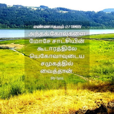 Picture 04 - எண்ணாகமம் 17:7 TAMIRV - அந்தக் கோல்களை - Bible Verse Picture