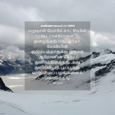 Picture 04 - எண்ணாகமம் 17:8 TAMIRV - மறுநாள் மோசே - Bible Verse Picture