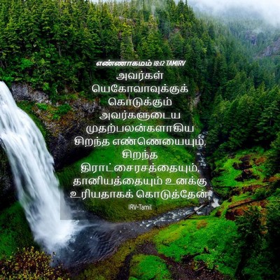 Picture 04 - எண்ணாகமம் 18:12 TAMIRV - அவர்கள் - Bible Verse Picture