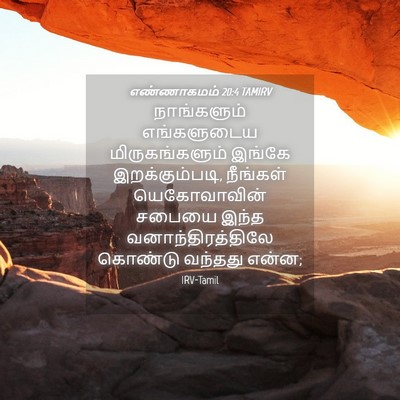 Picture 04 - எண்ணாகமம் 20:4 TAMIRV - நாங்களும் - Bible Verse Picture
