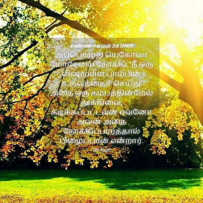 Picture 04 - எண்ணாகமம் 21:8 TAMIRV - அப்பொழுது யெகோவா - Bible Verse Picture