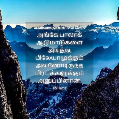 Picture 04 - எண்ணாகமம் 22:40 TAMIRV - அங்கே பாலாக் - Bible Verse Picture