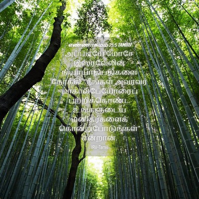 Picture 04 - எண்ணாகமம் 25:5 TAMIRV - அப்படியே மோசே - Bible Verse Picture