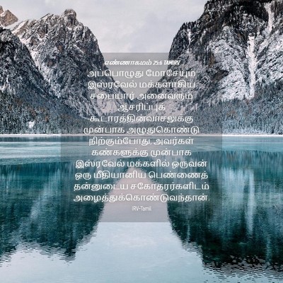 Picture 04 - எண்ணாகமம் 25:6 TAMIRV - அப்பொழுது - Bible Verse Picture