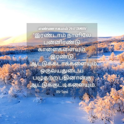 Picture 04 - எண்ணாகமம் 29:17 TAMIRV - “இரண்டாம் நாளிலே - Bible Verse Picture