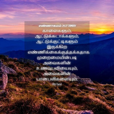 Picture 04 - எண்ணாகமம் 29:27 TAMIRV - காளைகளும், - Bible Verse Picture