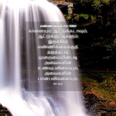 Picture 04 - எண்ணாகமம் 29:37 TAMIRV - காளையும், - Bible Verse Picture