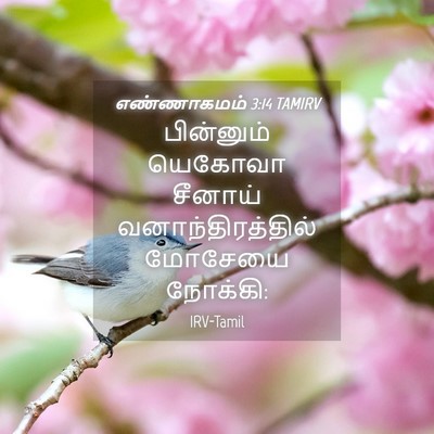 Picture 04 - எண்ணாகமம் 3:14 TAMIRV - பின்னும் யெகோவா - Bible Verse Picture