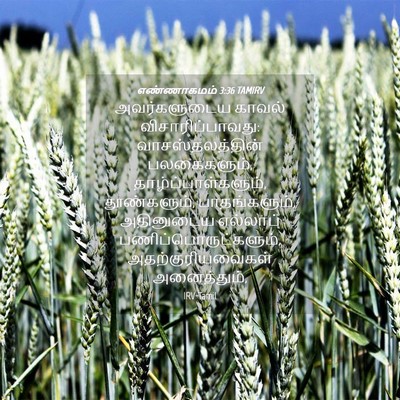 Picture 04 - எண்ணாகமம் 3:36 TAMIRV - அவர்களுடைய காவல் - Bible Verse Picture