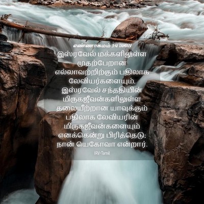 Picture 04 - எண்ணாகமம் 3:41 TAMIRV - இஸ்ரவேல் - Bible Verse Picture