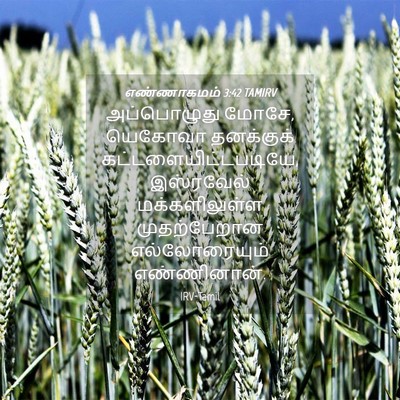 Picture 04 - எண்ணாகமம் 3:42 TAMIRV - அப்பொழுது மோசே, - Bible Verse Picture