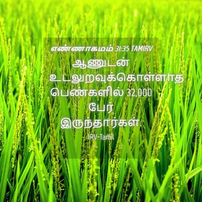 Picture 04 - எண்ணாகமம் 31:35 TAMIRV - ஆணுடன் - Bible Verse Picture