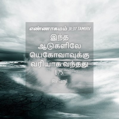 Picture 04 - எண்ணாகமம் 31:37 TAMIRV - இந்த ஆடுகளிலே - Bible Verse Picture
