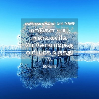 Picture 04 - எண்ணாகமம் 31:38 TAMIRV - மாடுகள் 36,000; - Bible Verse Picture