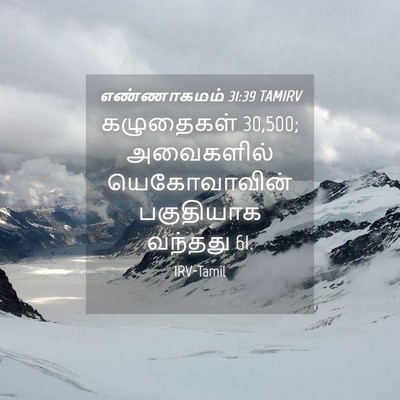 Picture 04 - எண்ணாகமம் 31:39 TAMIRV - கழுதைகள் 30,500; - Bible Verse Picture