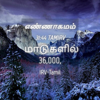 Picture 04 - எண்ணாகமம் 31:44 TAMIRV - மாடுகளில் - Bible Verse Picture