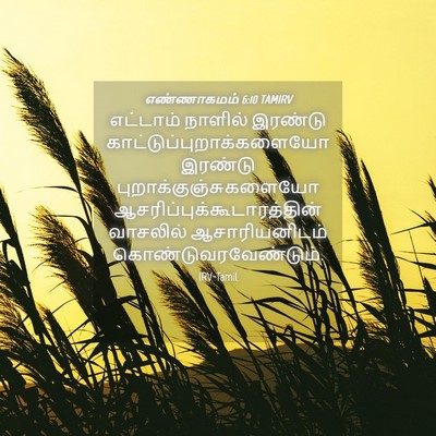 Picture 04 - எண்ணாகமம் 6:10 TAMIRV - எட்டாம் நாளில் - Bible Verse Picture