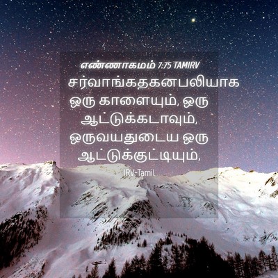 Picture 04 - எண்ணாகமம் 7:75 TAMIRV -  - Bible Verse Picture