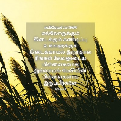 Picture 04 - எபிரெயர் 12:8 TAMIRV - எல்லோருக்கும் - Bible Verse Picture