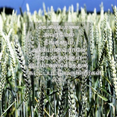 Picture 04 - எபேசியர் 2:22 TAMIRV - அவர்மேல் - Bible Verse Picture