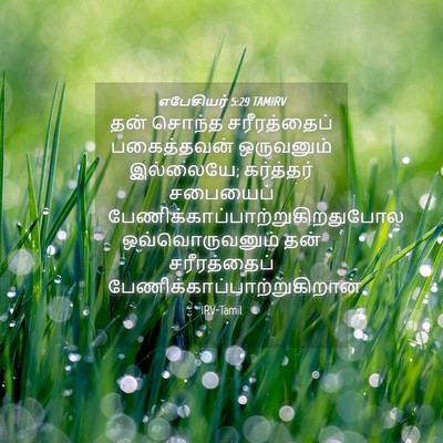 Picture 04 - எபேசியர் 5:29 TAMIRV - தன் சொந்த - Bible Verse Picture