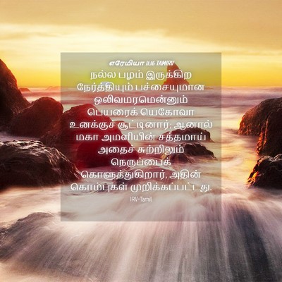 Picture 04 - எரேமியா 11:16 TAMIRV - நல்ல பழம் - Bible Verse Picture